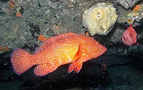 Coral rockcod Cephalopholis miniata