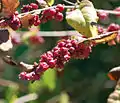 Symphoricarpos orbiculatus fruits, mid-October