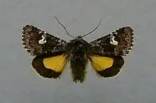 Small dark yellow underwingCoranarta cordigeraHadeninae