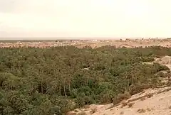 The original oasis of Nefta is known as "the basket" as it is located down the hills