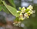 Cordia dichotoma flowers in Hyderabad, India.