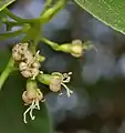 Cordia dichotoma flowers in Hyderabad, India.