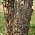 Cordia dichotoma trunk in Hyderabad, India.