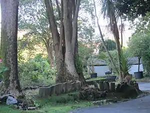 Cordyline (Cordyline australis)