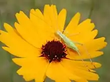 Coreopsis gladiata