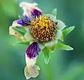 Coreopsis tinctoria flower head containing cypselas forming as florets finish blooming