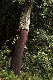 Image 34Recently stripped cork oak (Quercus suber) (from Tree)