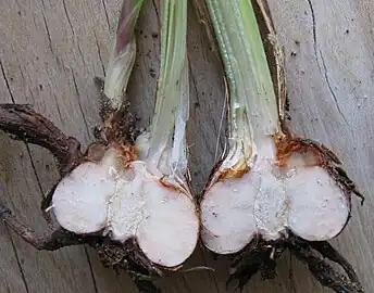 Corm of Crocosmia, split to show tunic and leaves, as well as a new corm growing from a bud on the cortex of the old corm.