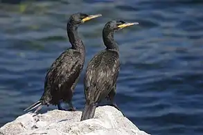 The park is home to the largest colony of European shag in Europe