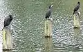 Cormorants fishing from posts in the Long Water