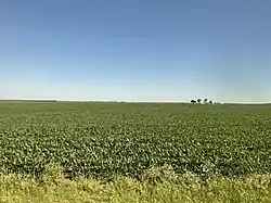 A corn field in Cold Brook Township seen from the California Zephyr in 2022.