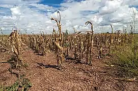 Agricultural changes. Droughts, rising temperatures, and extreme weather negatively impact agriculture. Shown: Texas, US (2013).