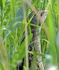 Corn crake, Crex crex