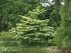 Cornus controversa, Kew Gardens, London