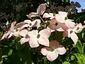 Cornus kousa 'Satomi' in the VanDusen Botanical Garden in Vancouver, British Columbia