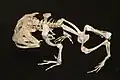 Ceratophrys cornutaskeleton