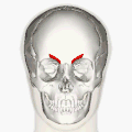 Position of corrugator supercilii muscle (red)