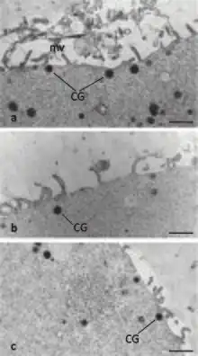 Cortical granule (CG) distribution within cortex of human oocyte at metaphase II