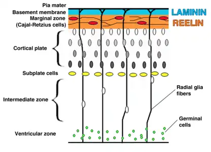 corticogenesis.