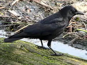 The American crow is one of the most intelligent of all animals.