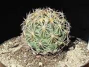 Coryphantha delicata