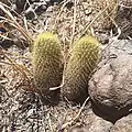 Plants growing in Guanajuato