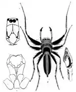 Cosmophasis micarioides L. Koch (drawn by L. Koch 1880)