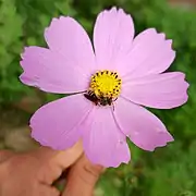 Andrena sp. pollinating