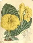 Costus spectabilis, 1905.