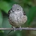 Female at Jurong Bird Park, Singapore