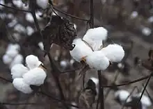 Balls of cotton ready for harvest