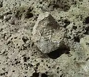 A protruding siliceous nodule, showing typical abundance of fusulinids.
