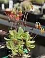 The tiny Cotyledon eliseae has sticky leaves, a long compound inflorescence and narrow flowers.