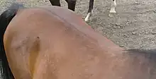 The back of a horse