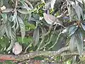Tórtola aliblanca(Zenaida asiatica)