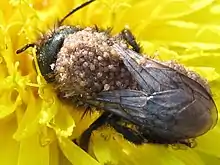 Mason bee covered in Chaetodactylus krombeini mites