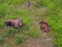 (3 months)Calves stay near their mothers at all times.