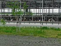 Cows in an open barn in Laaghalerveen
