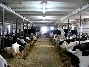 Dairy cattle feeding on hay in stalls inside of a barn