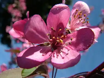 Sweet crabapple blossom