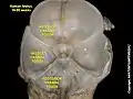 Posterior cranial fossa at human fetus