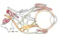 Map of the oculomotor nerve.