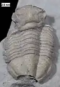 The proetid trilobite Crassiproetus