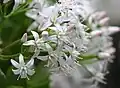 Creamy white flowers