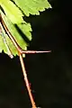 Straight, stout thorns are one to two centimeters long.