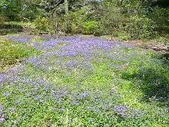 Large patch of phlox