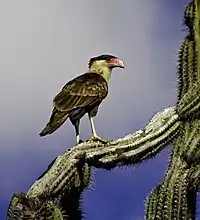 Young adult perched on a cactus, Bonaire, BES Islands