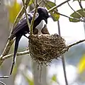 feeding chicks, Analamazaotra Special Reserve