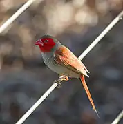 Female Crimson Finch