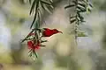 Crimson sunbird (male)